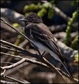_0SB4006 black phoebe